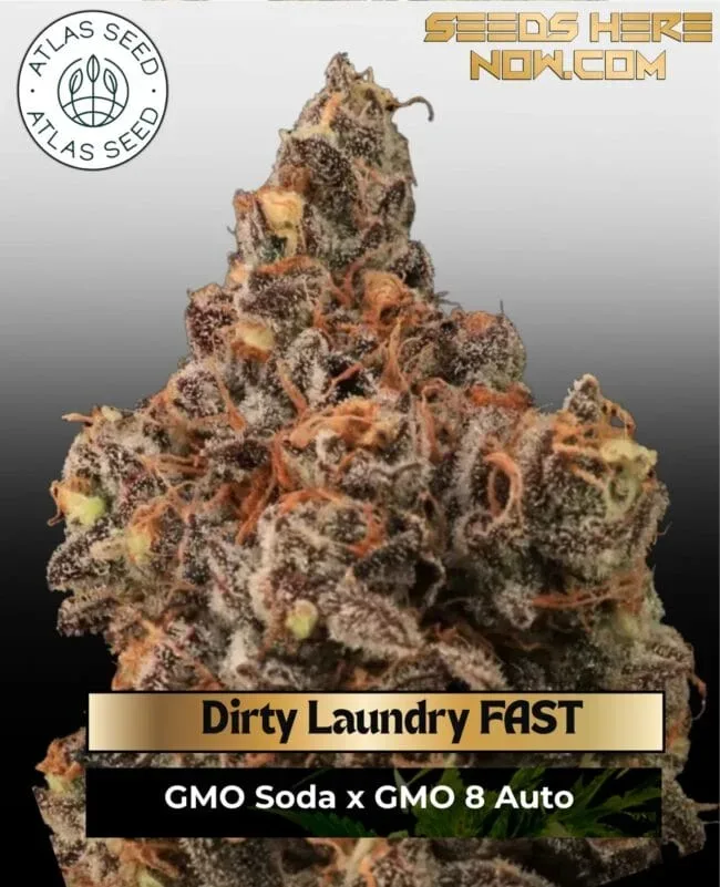 Dirty Laundry FAST Feminized Seeds