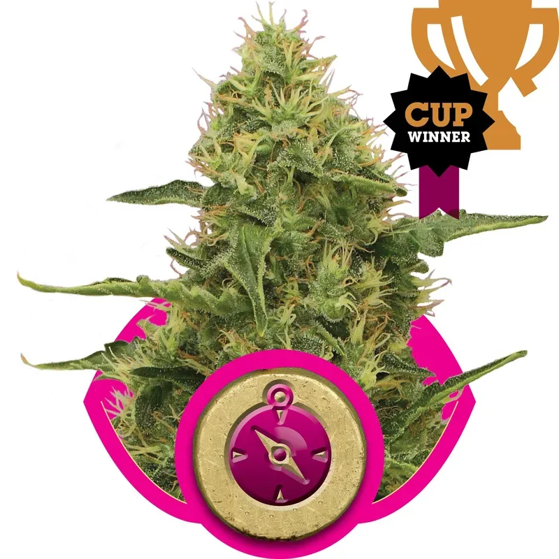 Northern Light Feminised Seeds