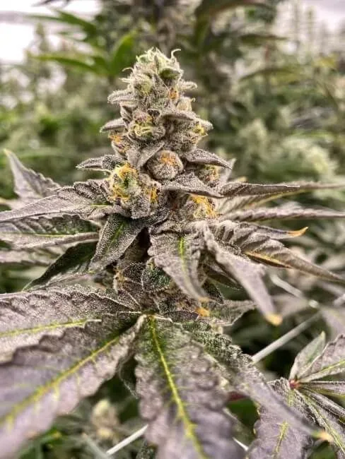 Gummy Mintz Auto Feminized Seeds